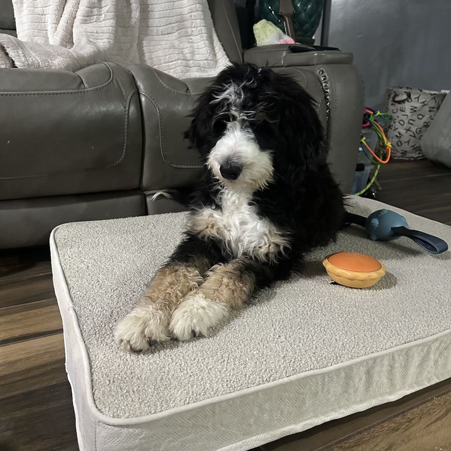 XL BerneDoodles AKA Giant teddy bears