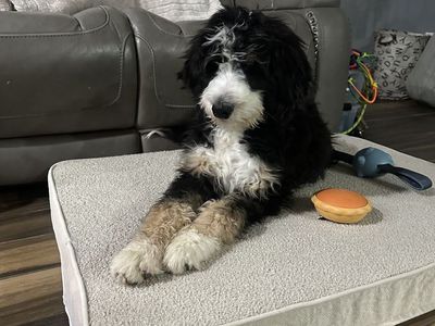 XL BerneDoodles AKA Giant teddy bears
