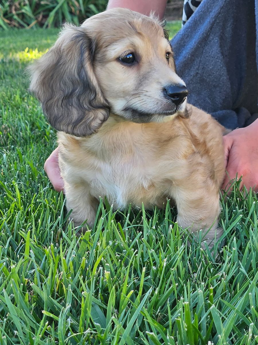 AKC Registered Dachshund Puppies for Sale