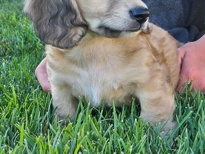 AKC Registered Dachshund Puppies for Sale