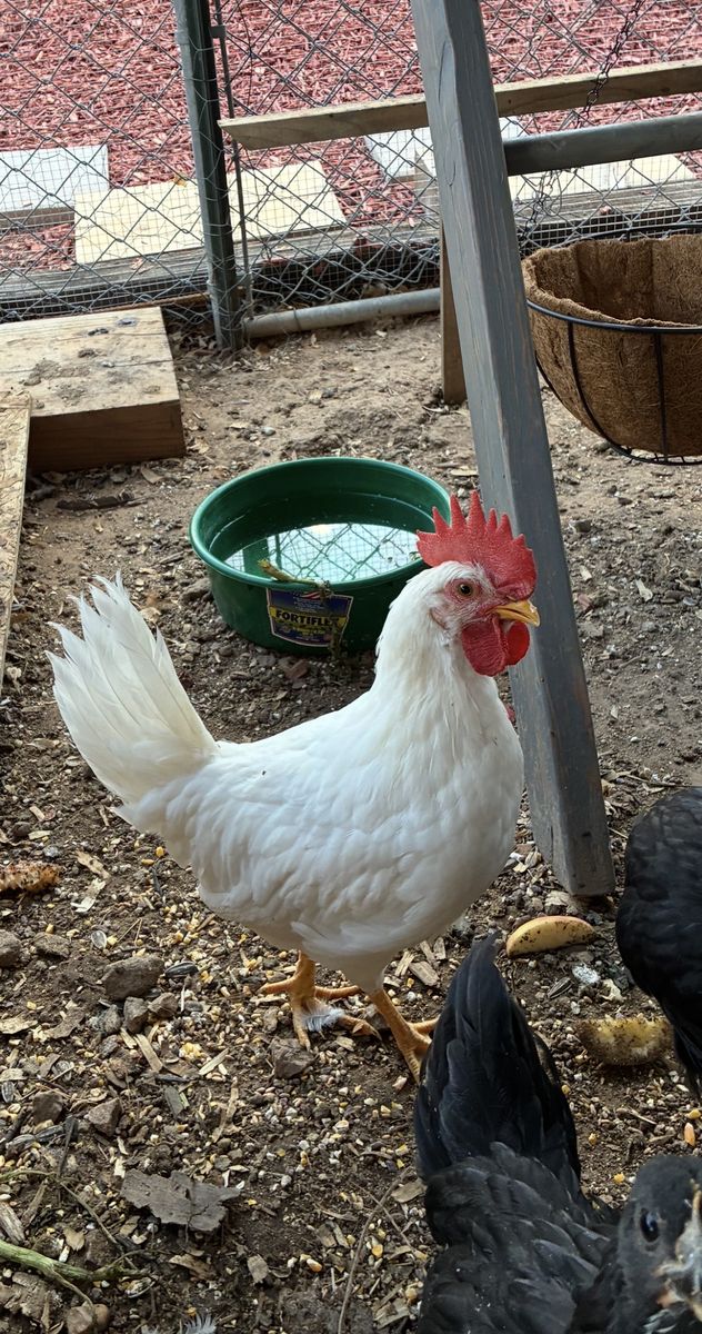 Gorgeous Leghorn Rooster