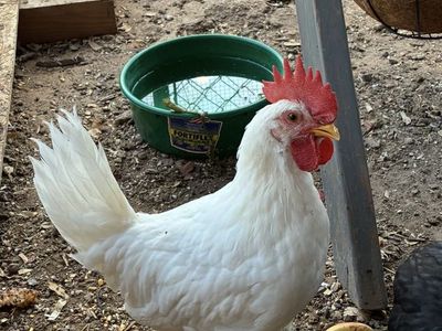 Gorgeous Leghorn Rooster