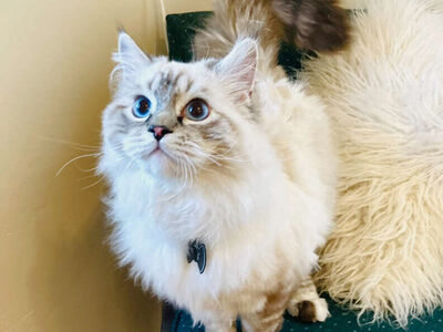 PUREBRED RAGDOLL Teacup size Kittens--SUPER SWEET LOYAL TEMPERMENTS-- SUPER FLUFFY/FLOPPY, shed less/less allergenic!