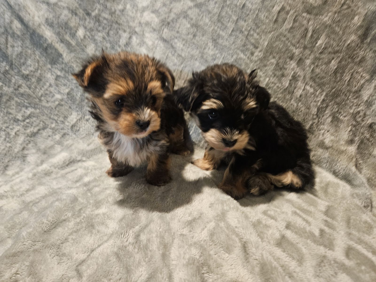 Yorkie Maltese (Morkies)