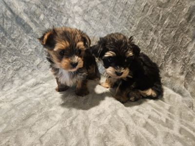 Yorkie Maltese (Morkies)