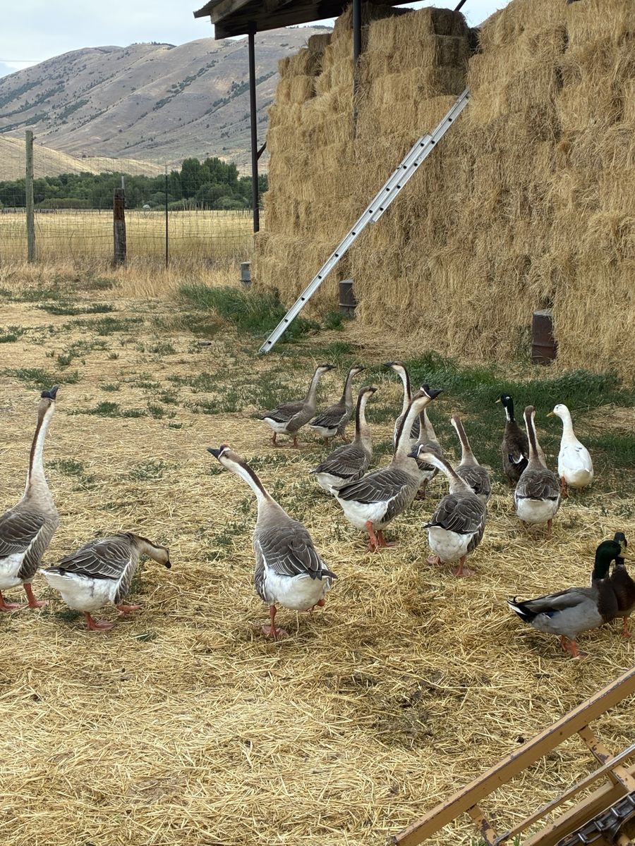 Yearling African Geese