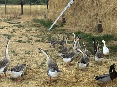 Yearling African Geese
