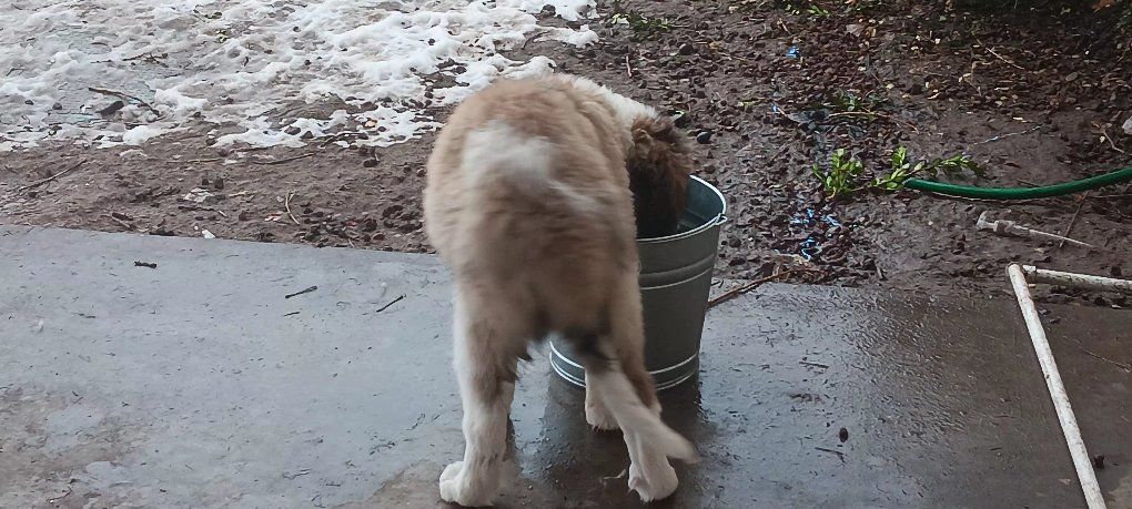 saint bernard female 6 mo old