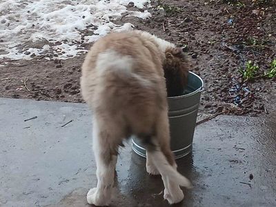 saint bernard female 6 mo old