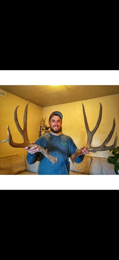Wanting To Buy Huge Brown Deer Or Elk Antlers