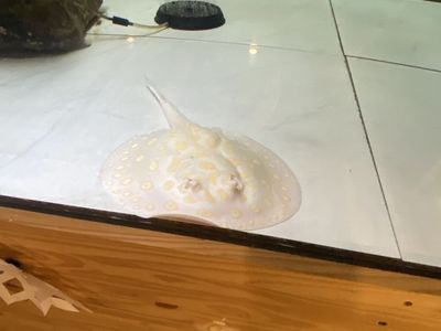 Albino Black Diamond