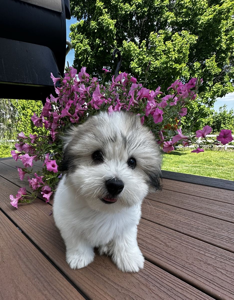 Coton De Tulears Puppies
