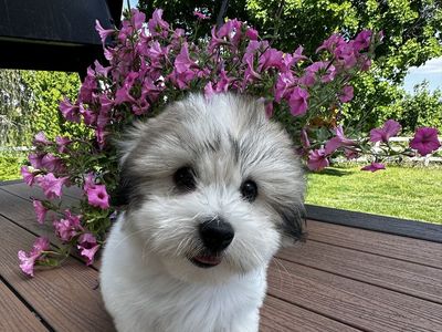Coton De Tulears Puppies
