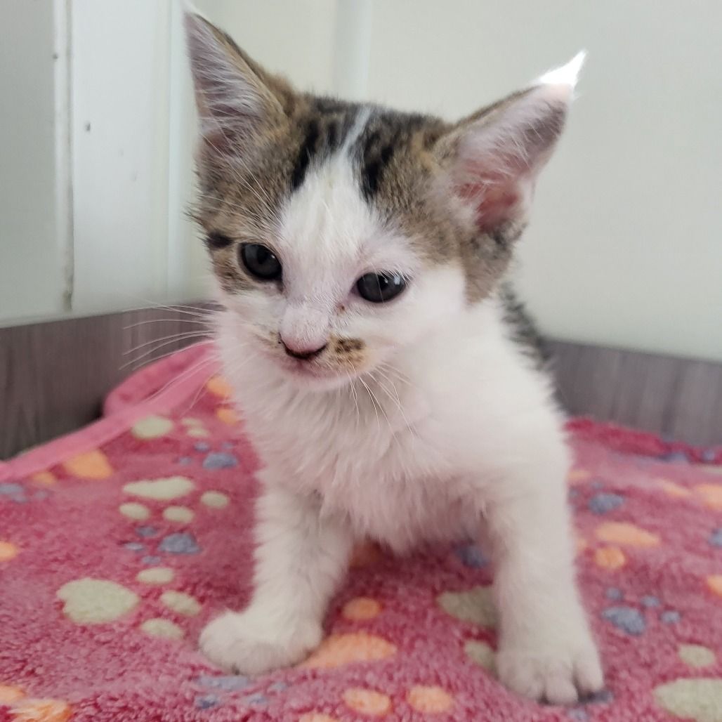 Hello my name is Petrie