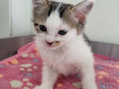 Hello my name is Petrie