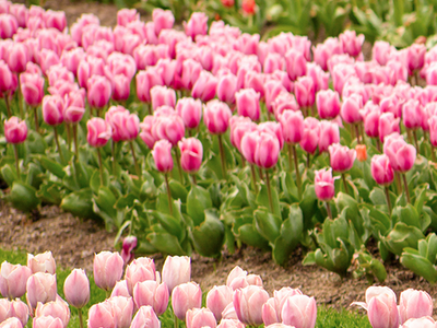 Thanksgiving Pt Tulip Festival Ticket