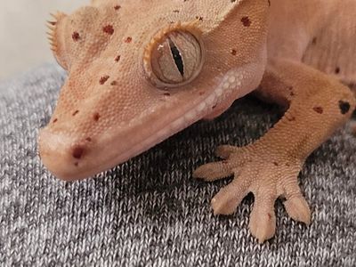 Adorable Baby Red Dalmation Crested Gecko