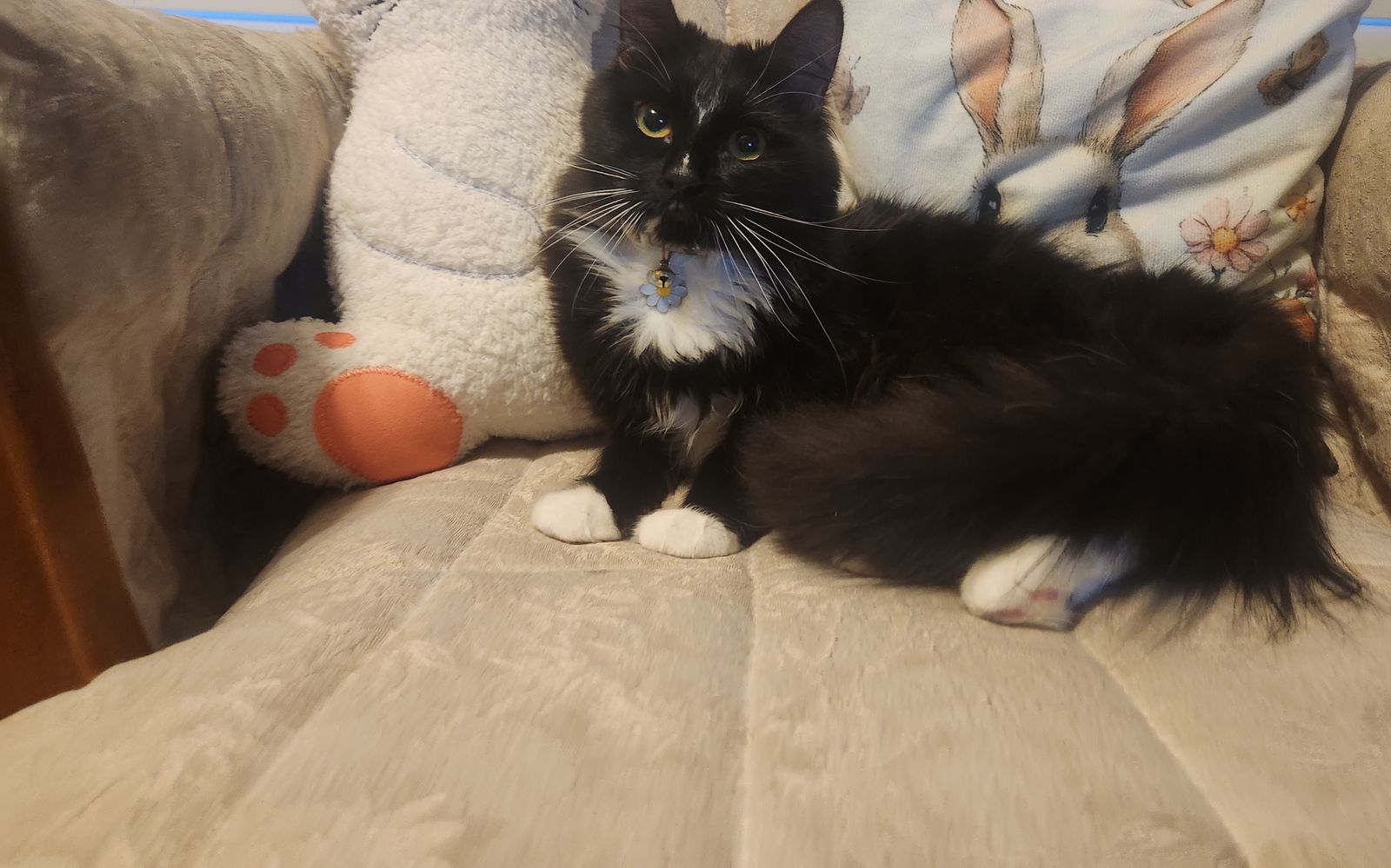 Sweet female kitten
