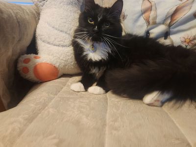 Sweet female kitten
