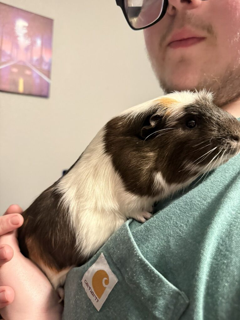 Guinea Pig