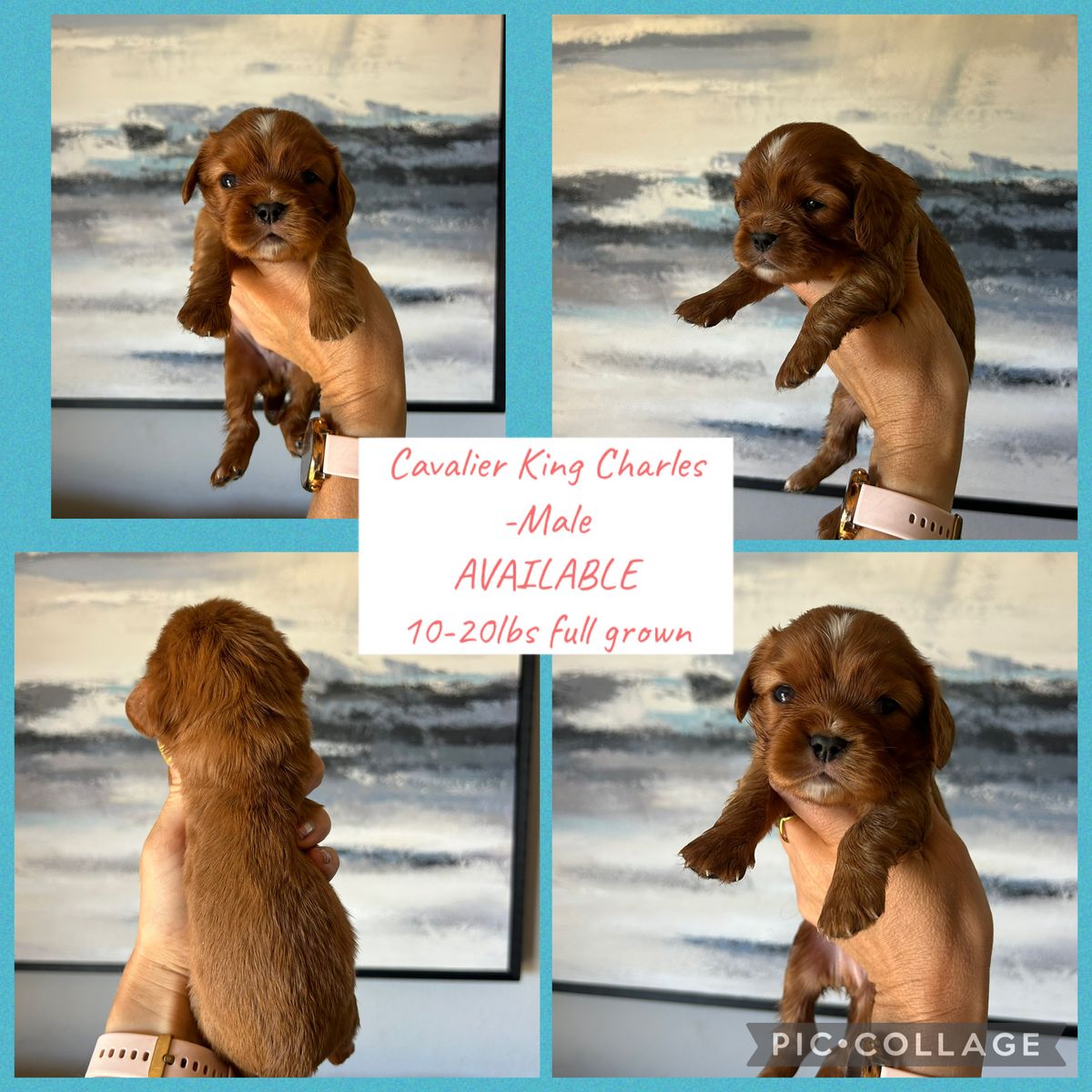 Cavalier King Charles puppies!