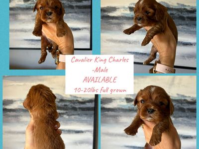 Cavalier King Charles puppies!