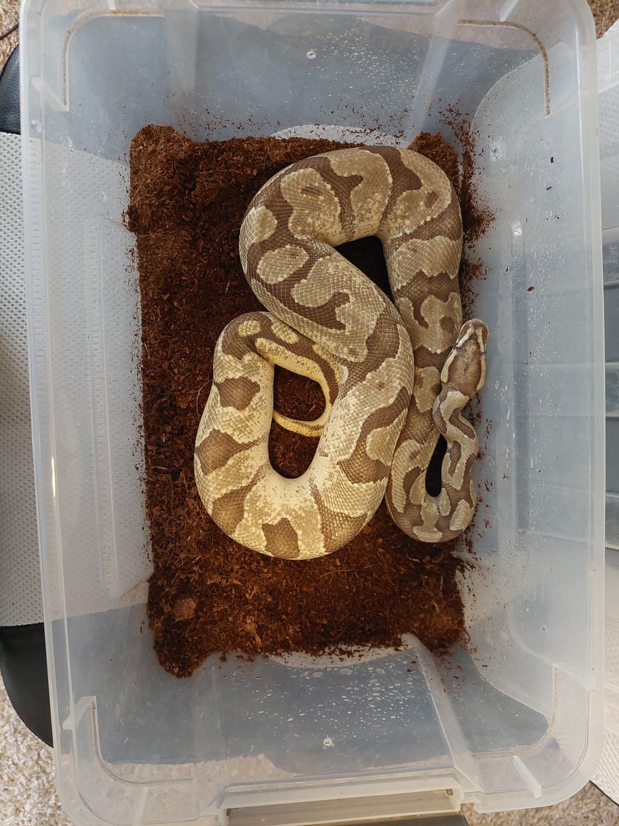 Male Ball Python