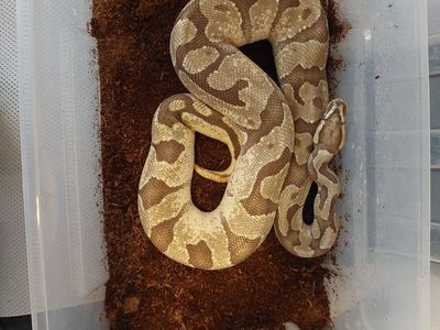 Male Ball Python