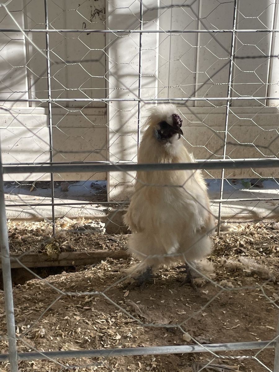 Silkie Rooster