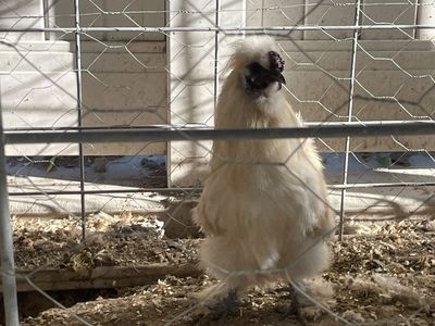 Silkie Rooster