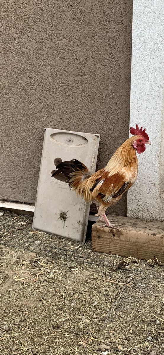 Mini size rooster
