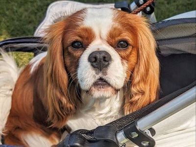 AKC Cavalier King Charles Spaniel Stud Service