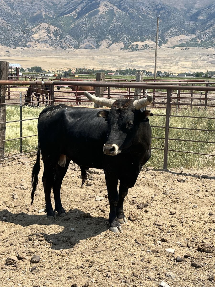 4yo corriente bull