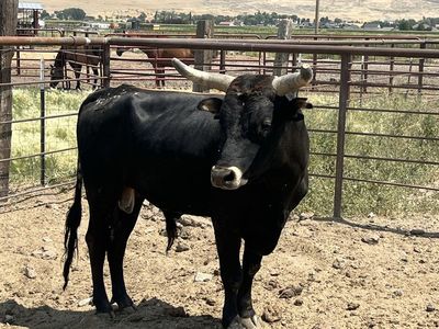 4yo corriente bull