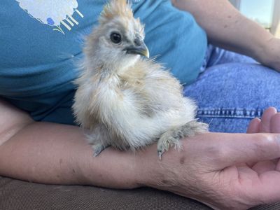 Silkie show girl mix chick chicken