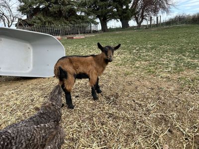 Oberhasli goat Kids
