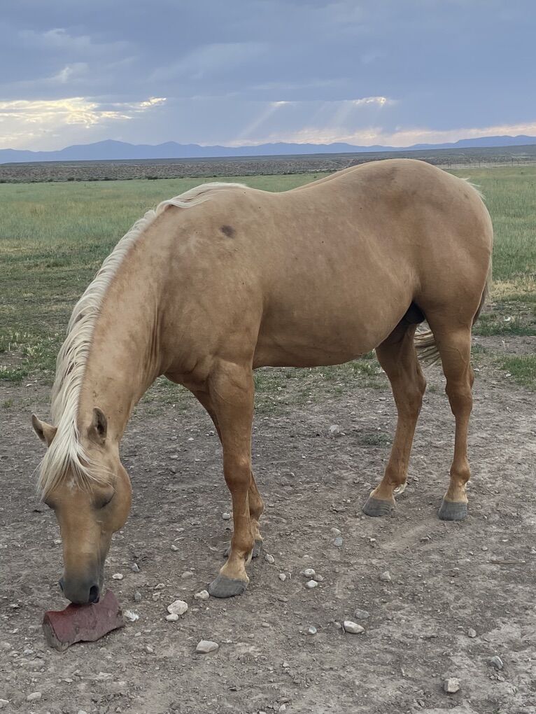 2012 AQHA Stud For Sale