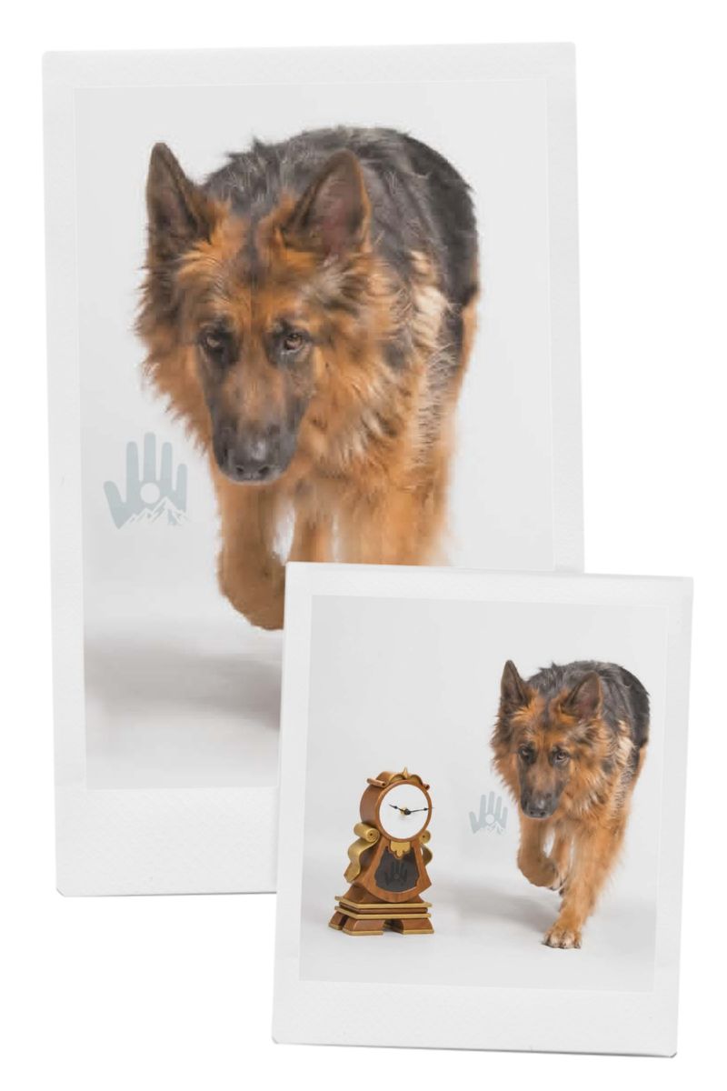 Multiple German Shepherd Long Hairs