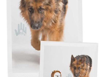 Multiple German Shepherd Long Hairs