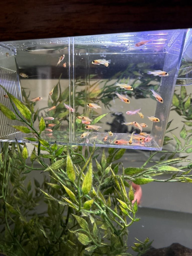 Baby African Cichlids