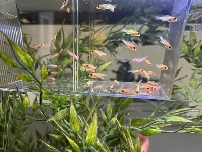 Baby African Cichlids