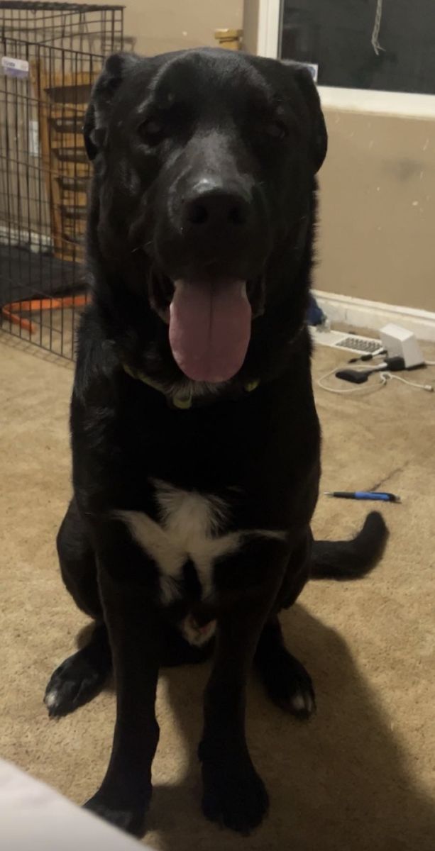 Free Black Labrador Mix Dog (Kuro)  - Friendly, Male Pet looking for Home free to a great loving home (5 years old)