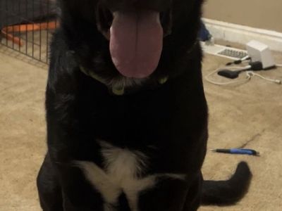Free Black Labrador Mix Dog (Kuro) - Friendly, Male Pet looking for Home free to a great loving home (5 years old)