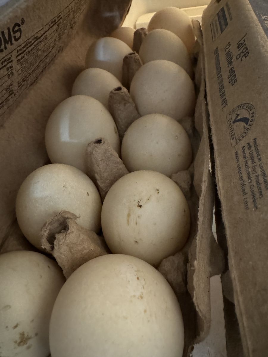 Farm fresh Duck Eggs