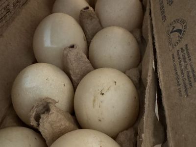 Farm fresh Duck Eggs