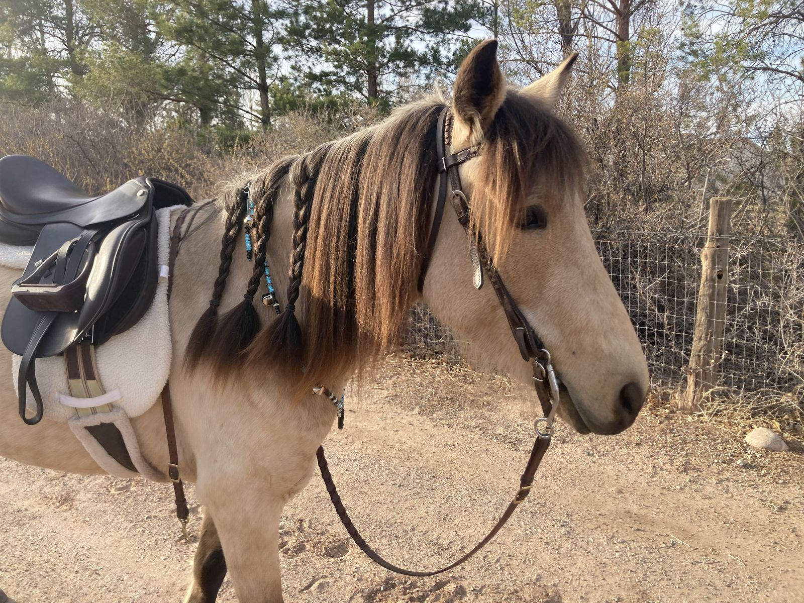 6 year-old registered Paso Fino mare