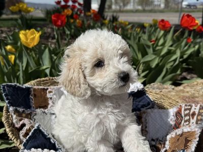 Havanese Poodle Doodle Puppies