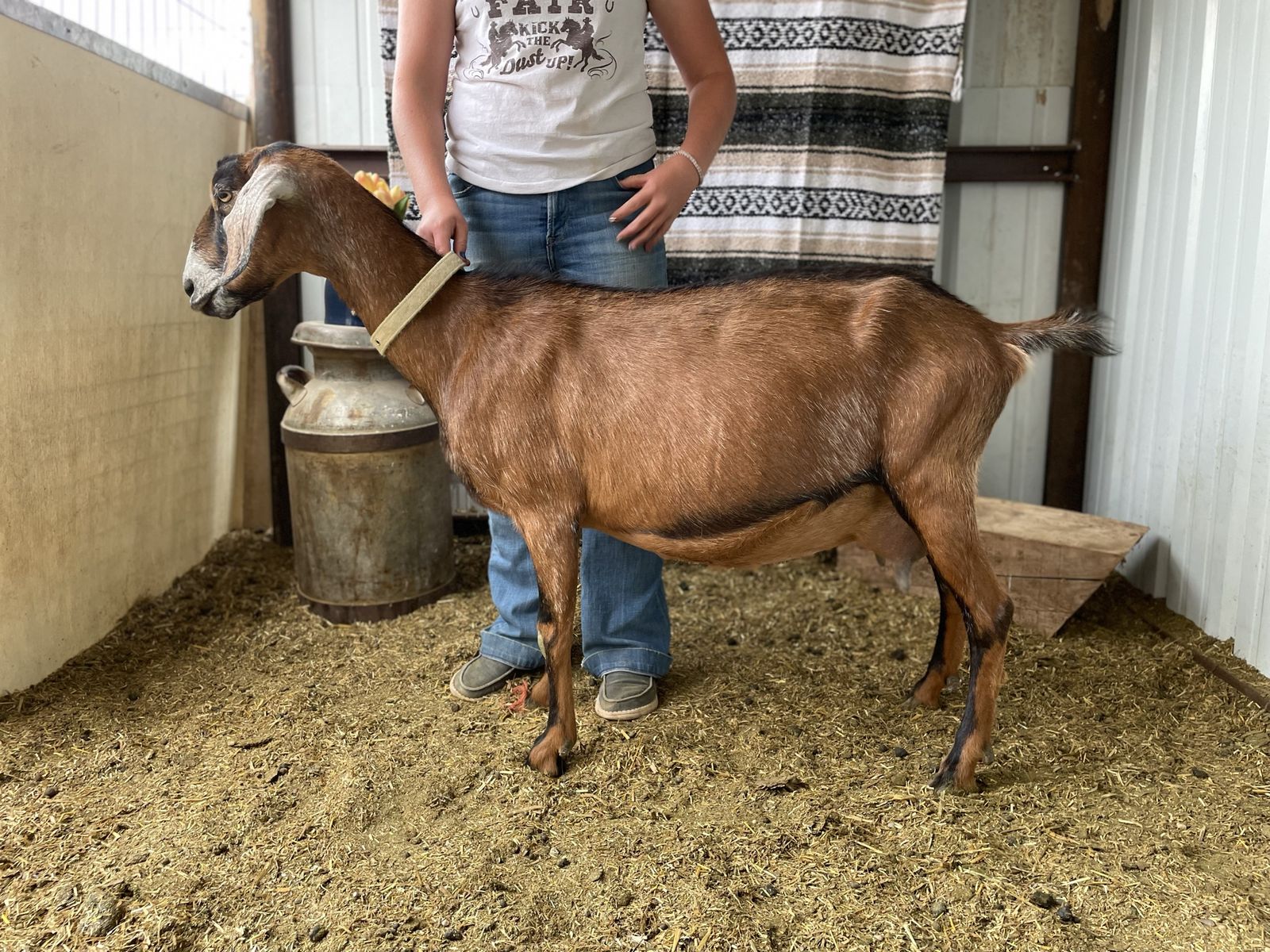 Milk Goats : Nubian Dairy Does