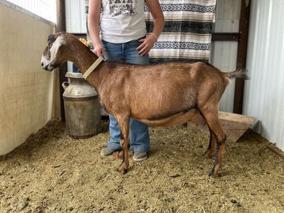 Milk Goats : Nubian Dairy Does