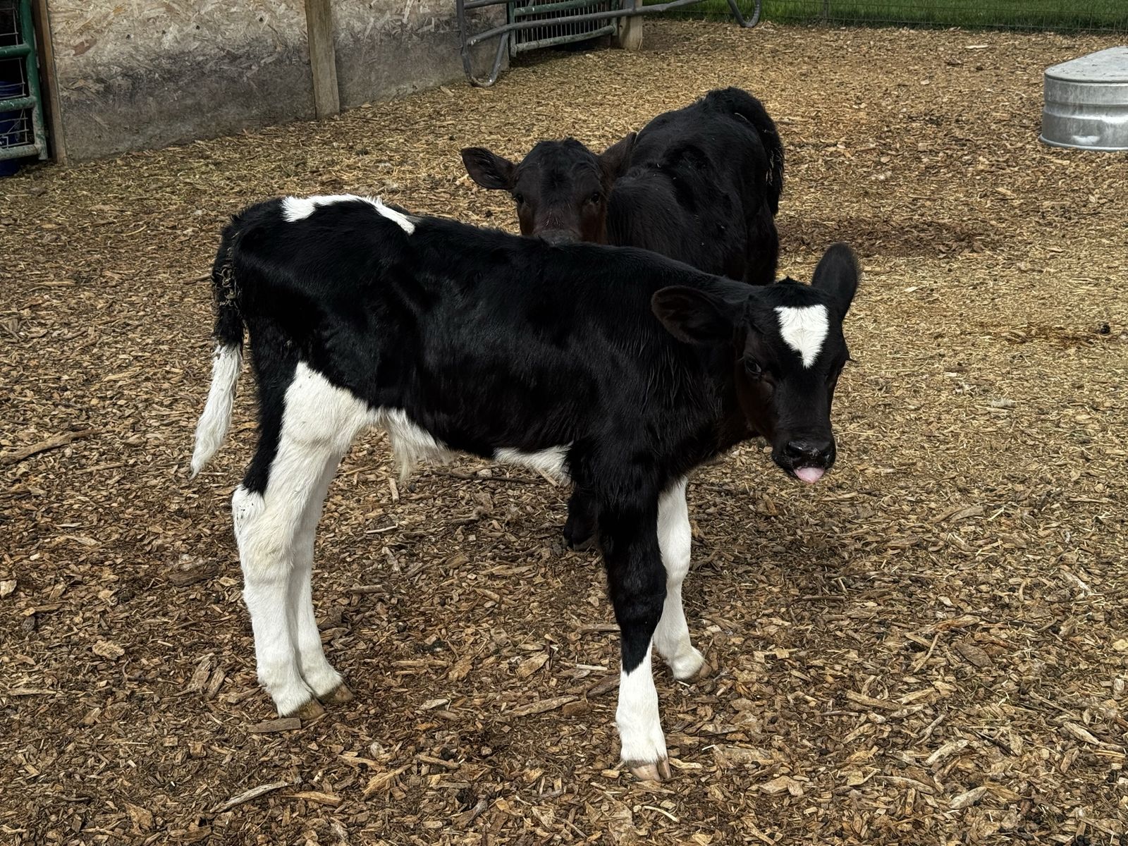 Holstein bull calf